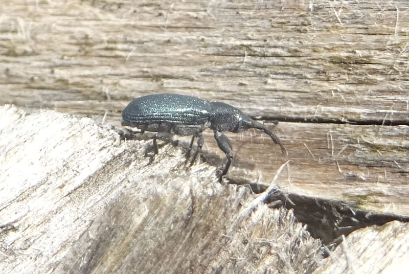 Curculionidae o Apionidae ?